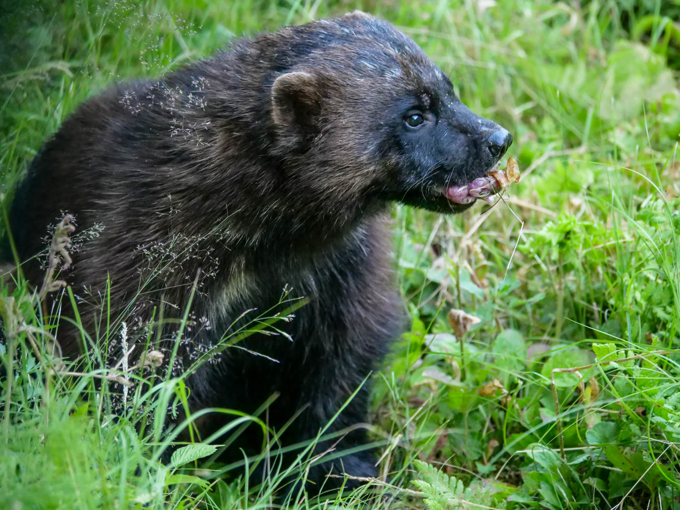 EräEero Wildlife Observation