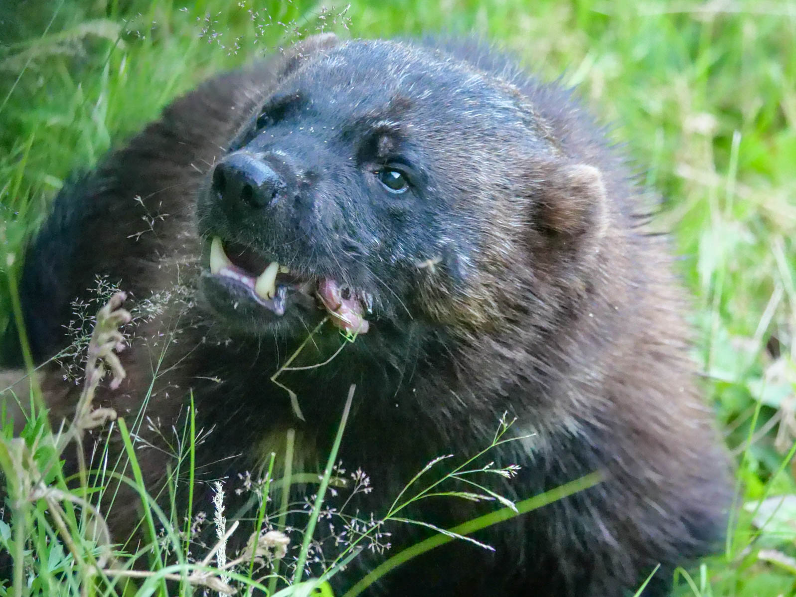 EräEero Wildlife Observation