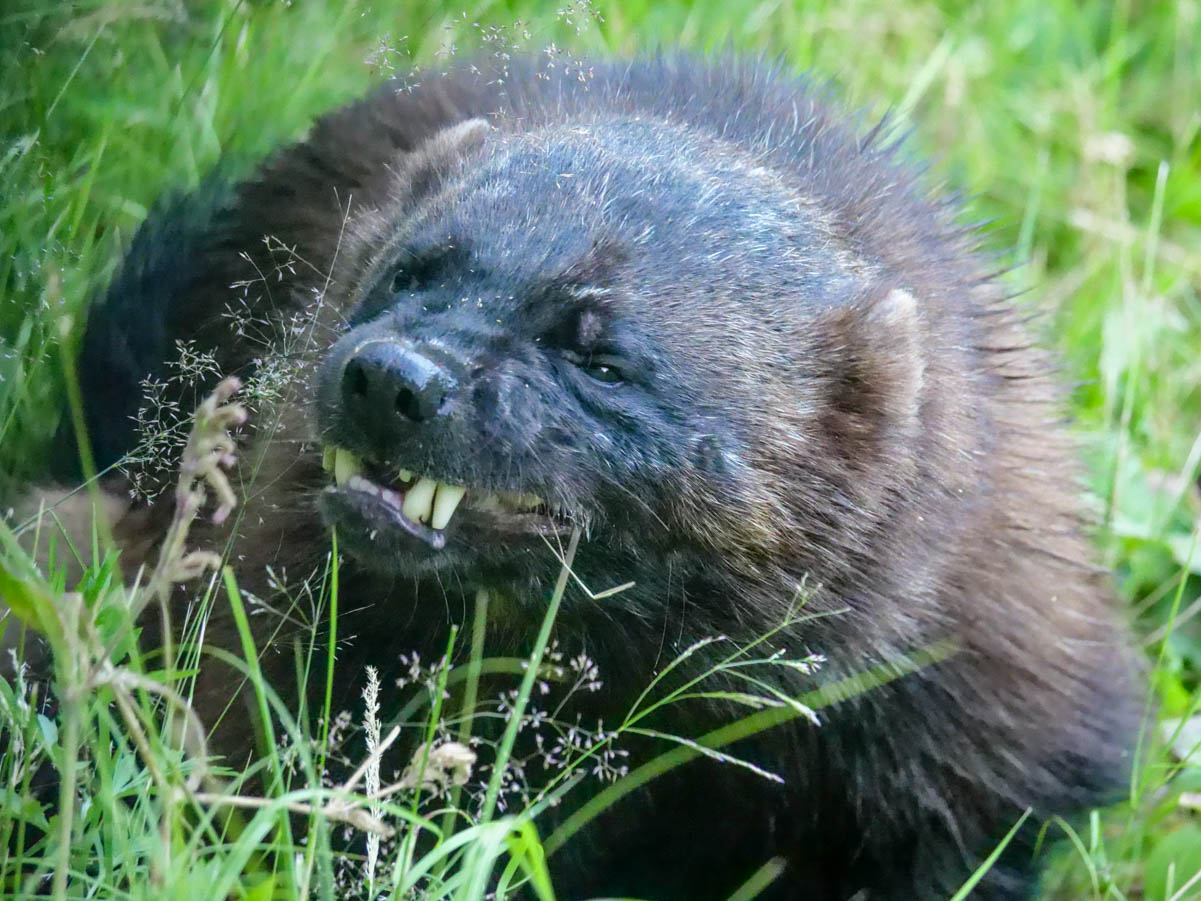 EräEero Wildlife Observation