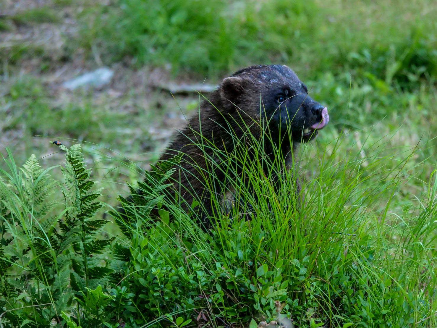 EräEero Wildlife Observation
