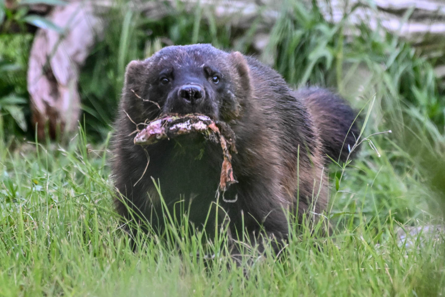 EräEero Wildlife Observation