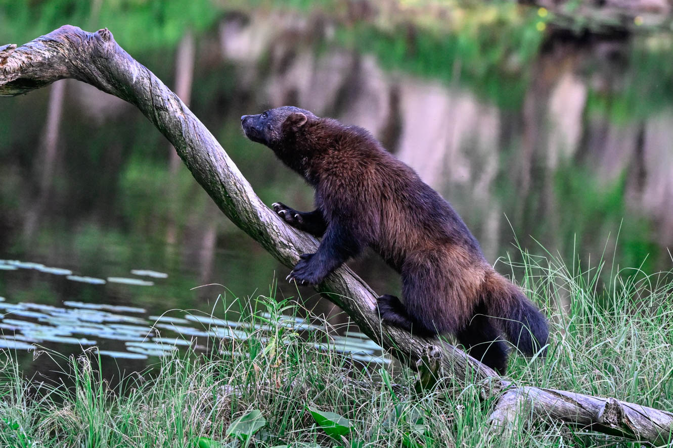 EräEero Wildlife Observation