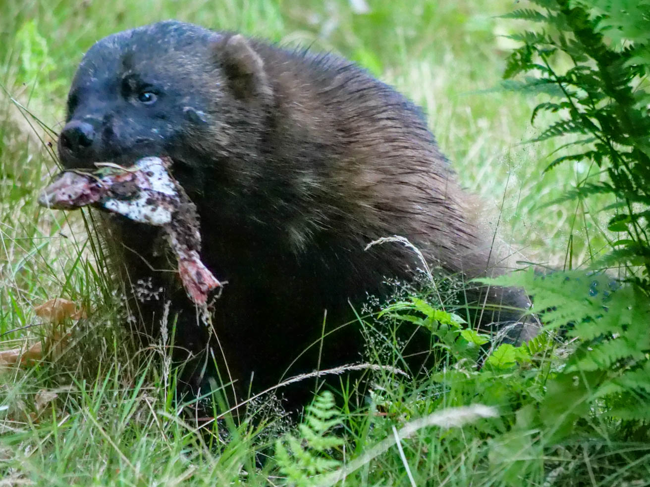 EräEero Wildlife Observation