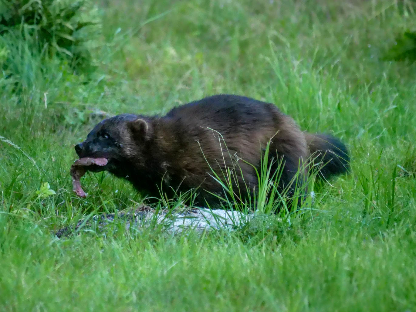 EräEero Wildlife Observation