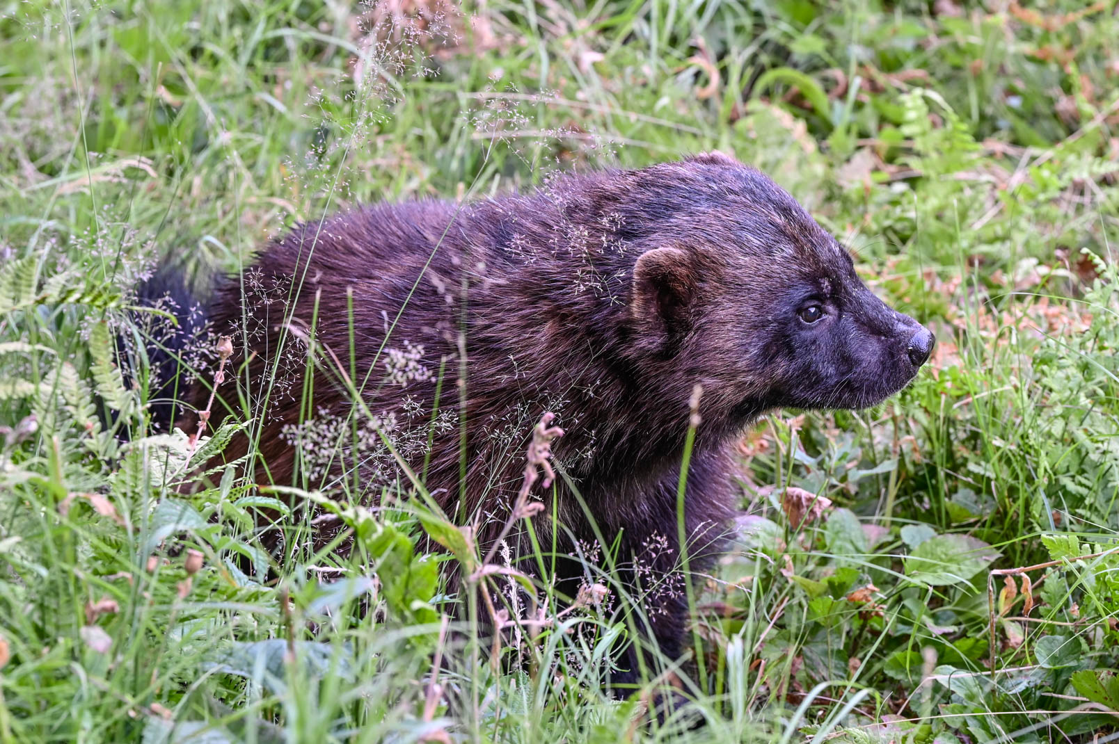EräEero Wildlife Observation