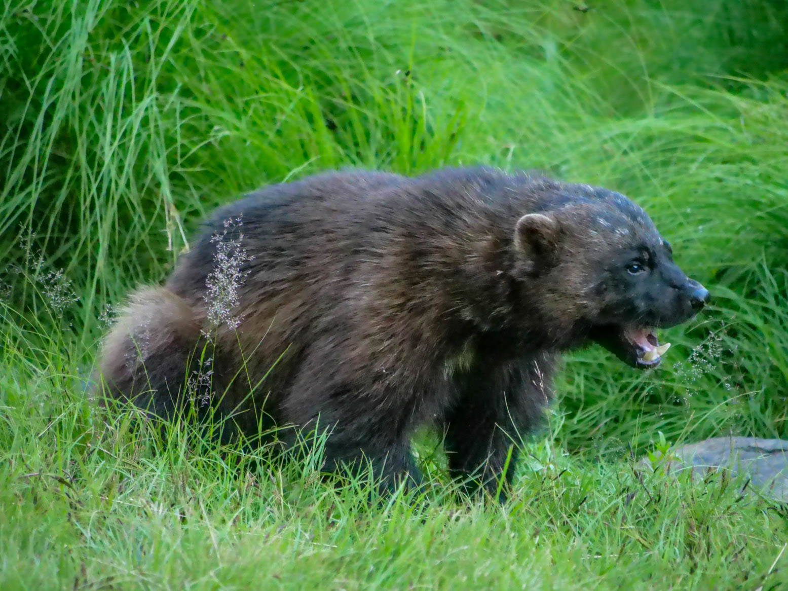 EräEero Wildlife Observation