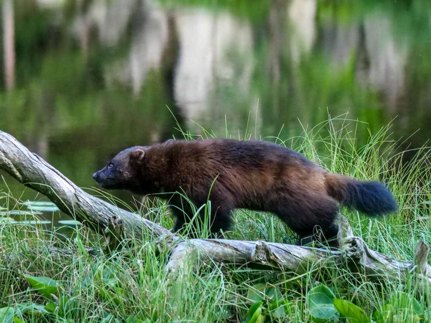 EräEero Wildlife Observation