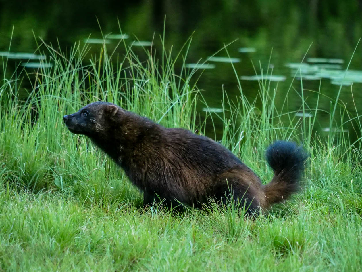 EräEero Wildlife Observation
