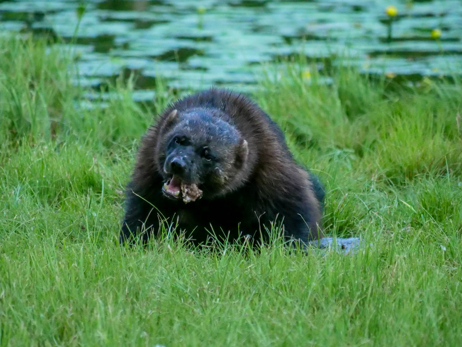 EräEero Wildlife Observation