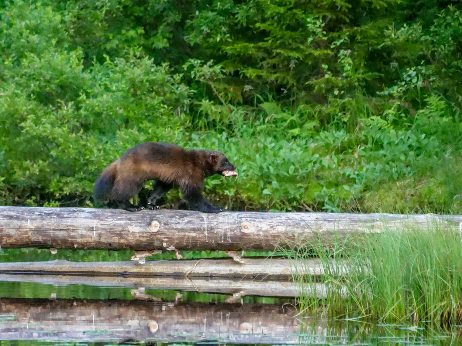 EräEero Wildlife Observation