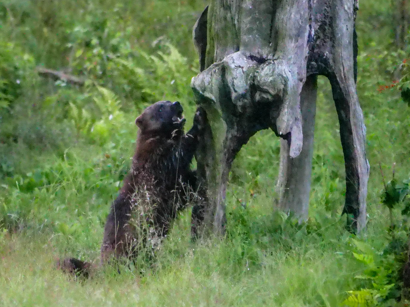 EräEero Wildlife Observation