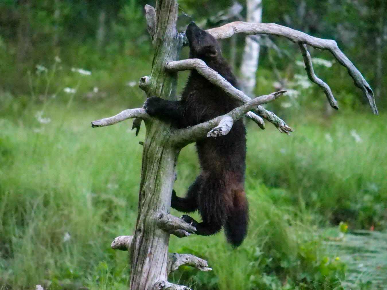 EräEero Wildlife Observation