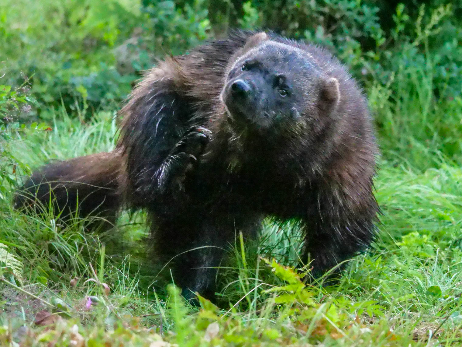 EräEero Wildlife Observation
