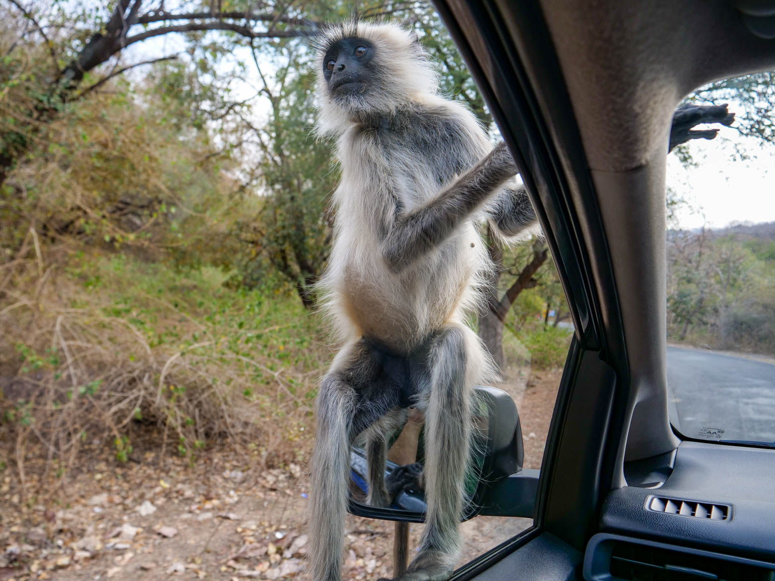 Rajasthan, Ranakpur - Mäl Gürha