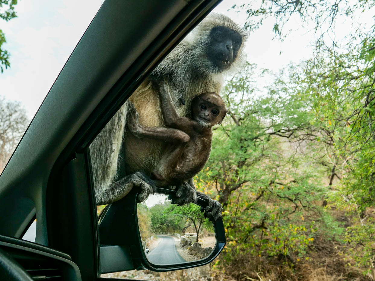 Rajasthan, Ranakpur - Mäl Gürha