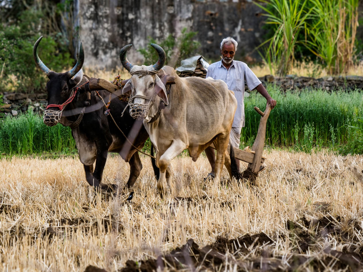 Rajasthan, Kamol - Bhänpura