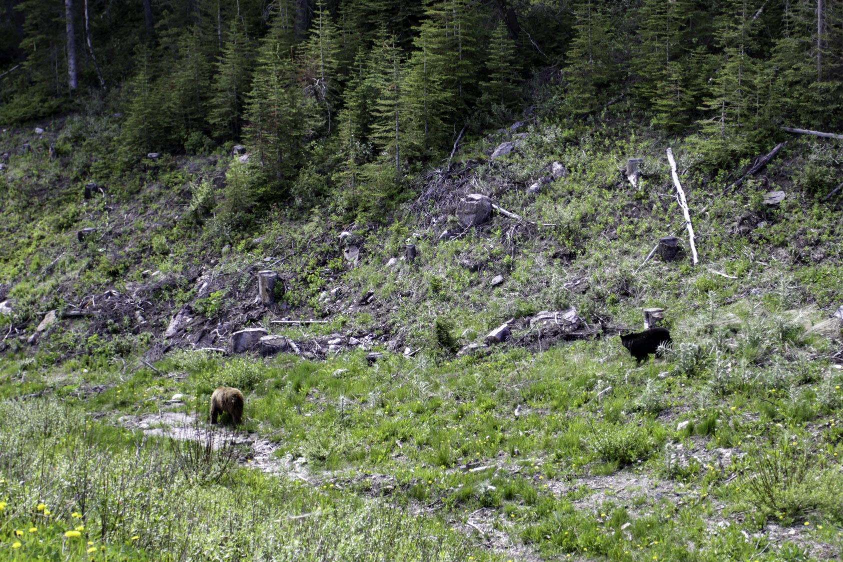 Field, Upper Columbia Region (Golden), British Columbia, Kanada,
