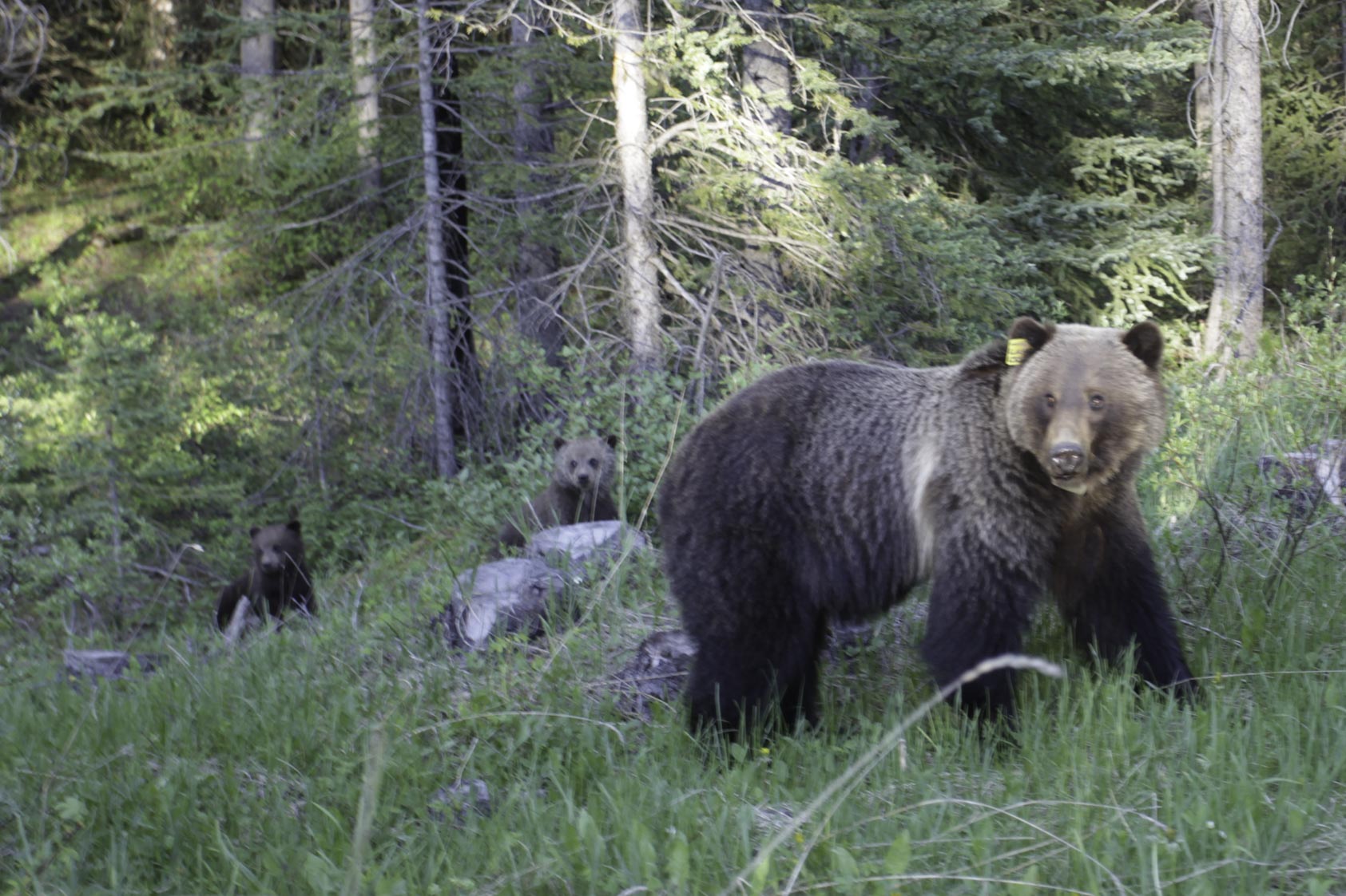 Bankhead, Kananaskis Country (Claresholm), Alberta, Kanada, CAN