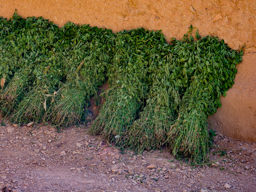 Aït Outfi, Drâa-Tafilalet, MAR, Marokko