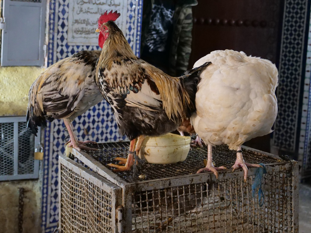 Dhar Lbatha, Fès-Meknès, MAR, Marokko