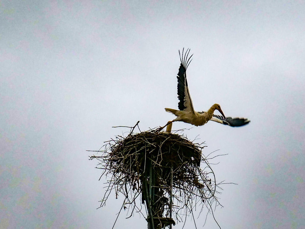 Fès-Meknès, Lmellah, MAR, Marokko