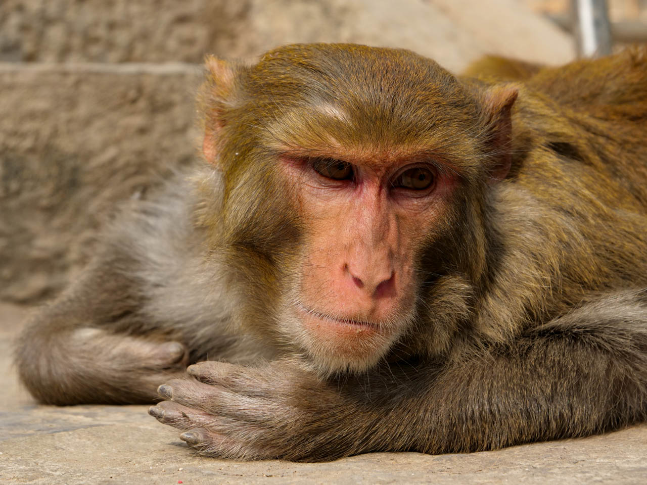 Nepal, Swayambhunath
