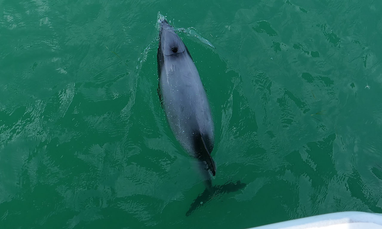 0081 PHHM5575 Bearbeitet