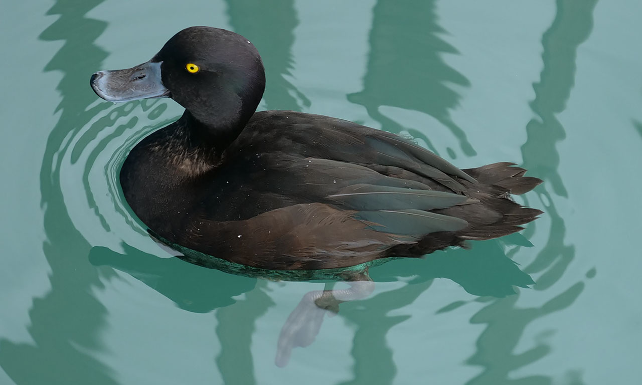 0221 PHHM6441 Bearbeitet