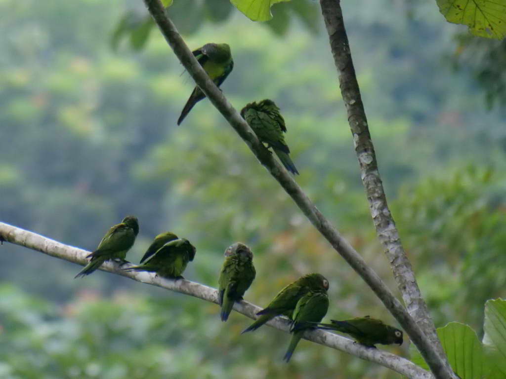 Süd- & Nordamerika 07-2017