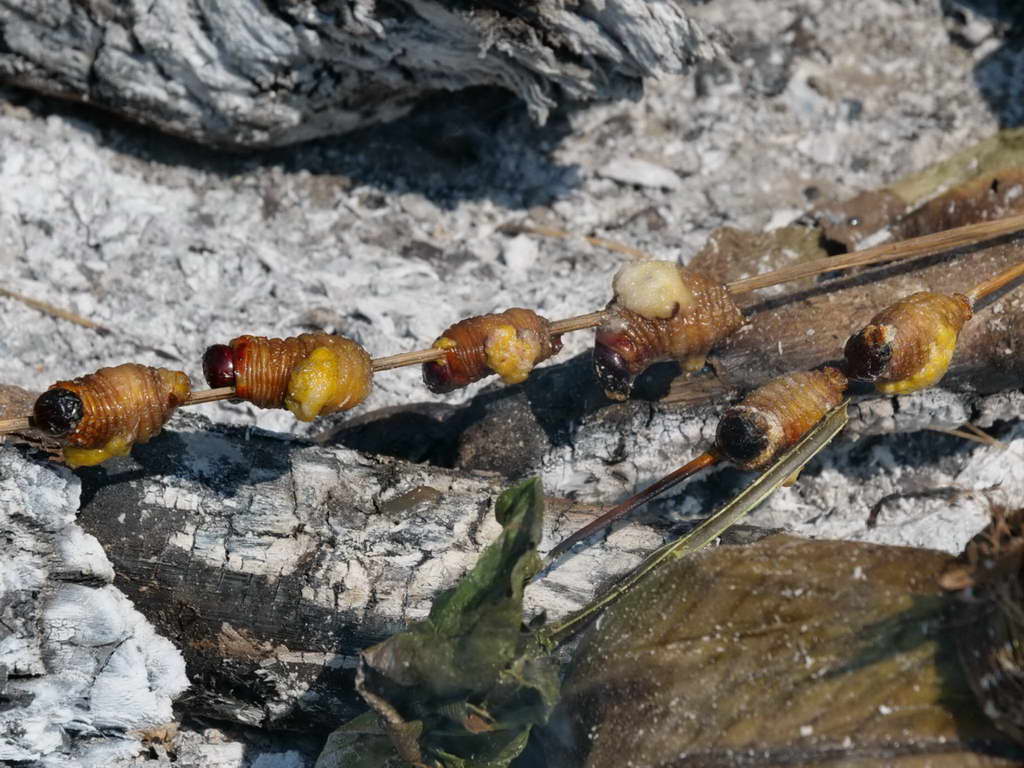 Süd- & Nordamerika 07-2017