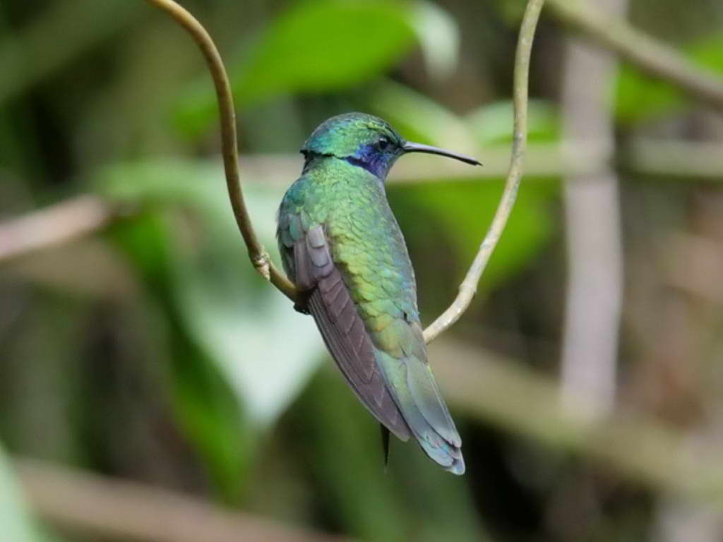 Süd- & Nordamerika 07-2017