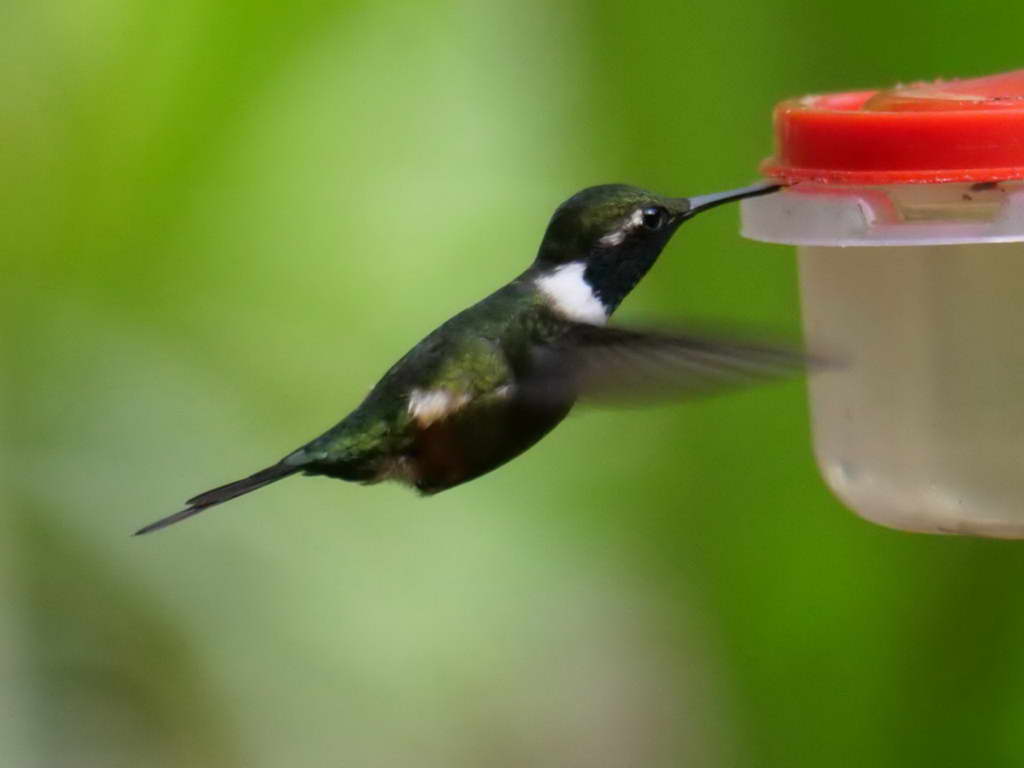 Süd- & Nordamerika 07-2017