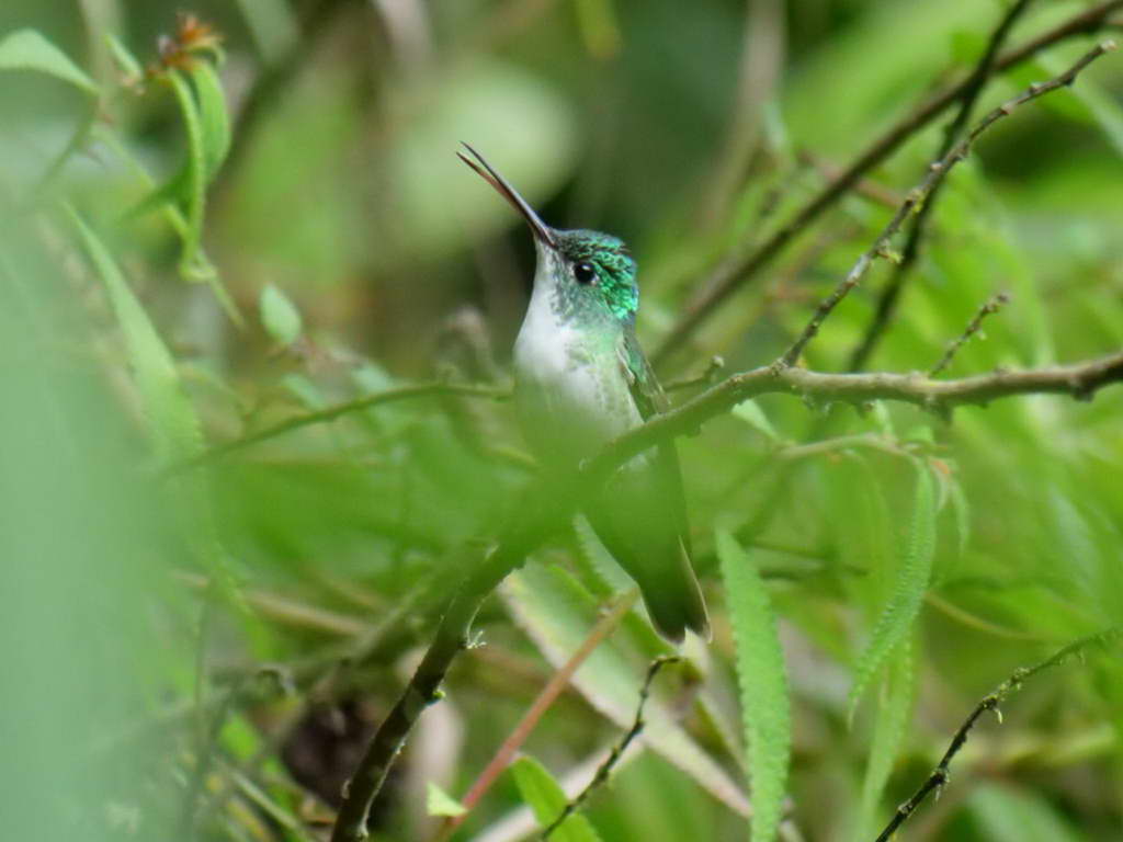 Süd- & Nordamerika 07-2017