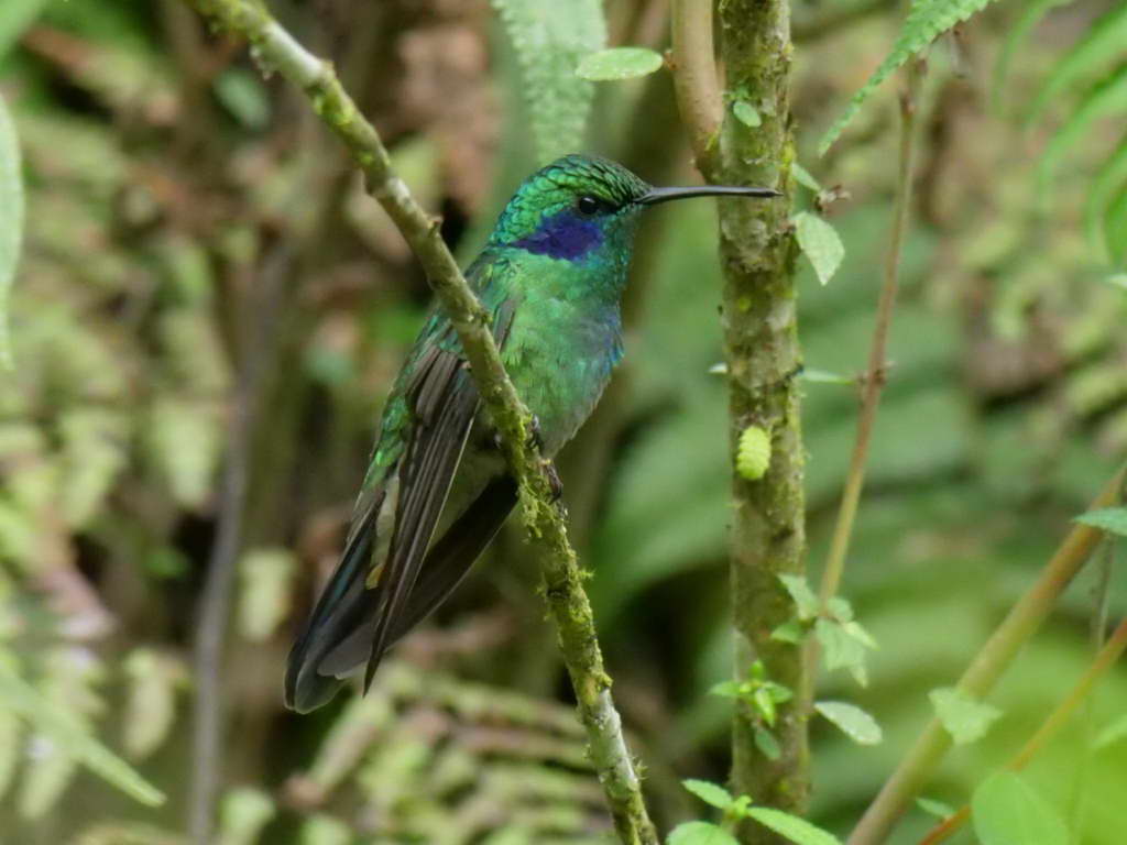 Süd- & Nordamerika 07-2017