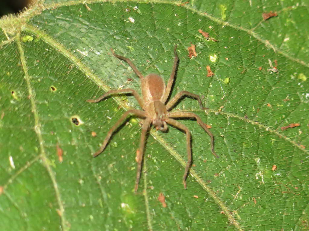 Süd- & Nordamerika 07-2017