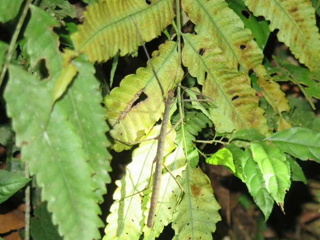 Süd- & Nordamerika 07-2017