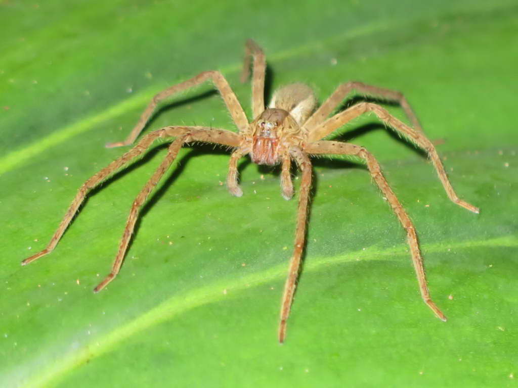 Süd- & Nordamerika 07-2017