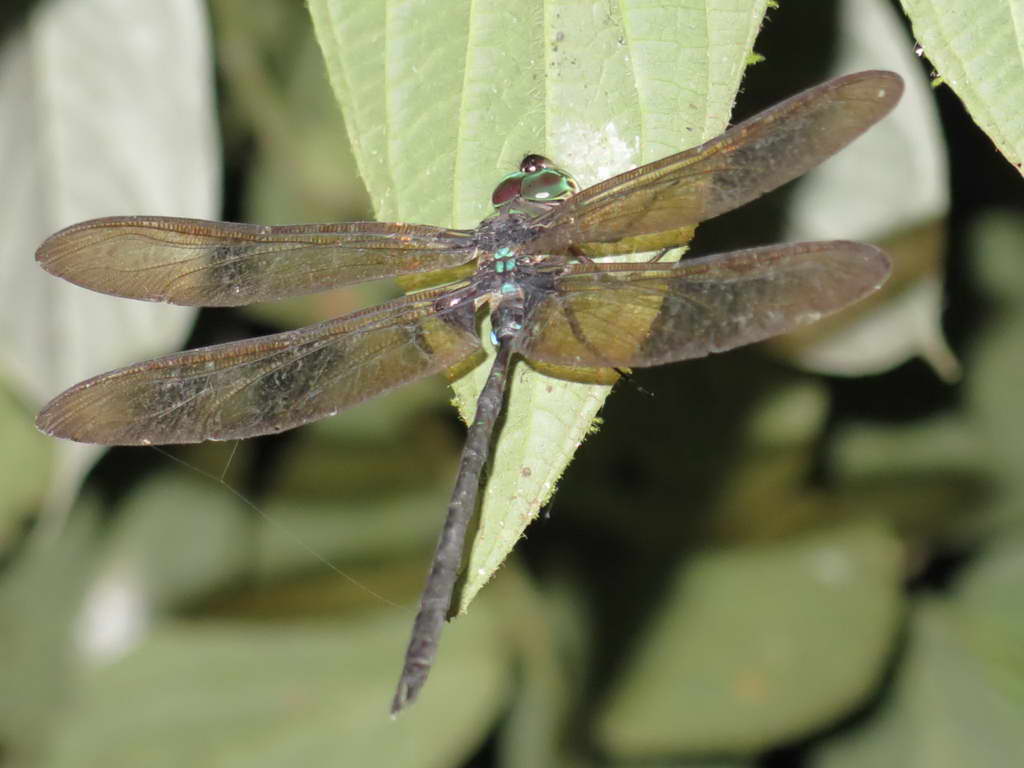 Süd- & Nordamerika 07-2017