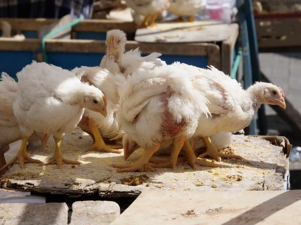 Süd- & Nordamerika 07-2017