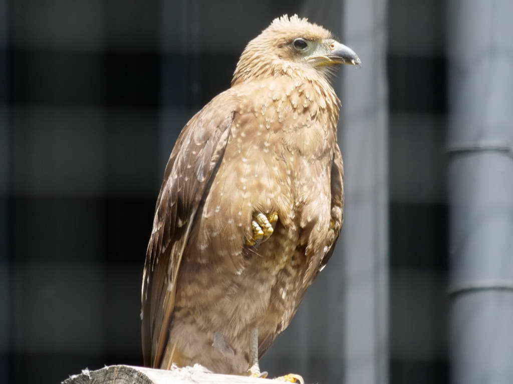 Süd- & Nordamerika 07-2017