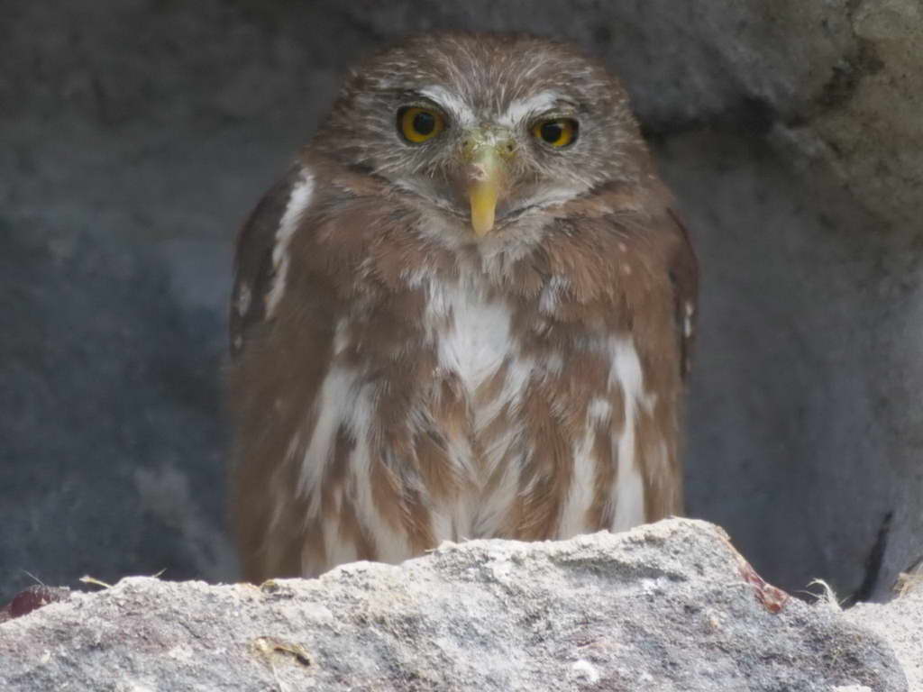 Süd- & Nordamerika 07-2017