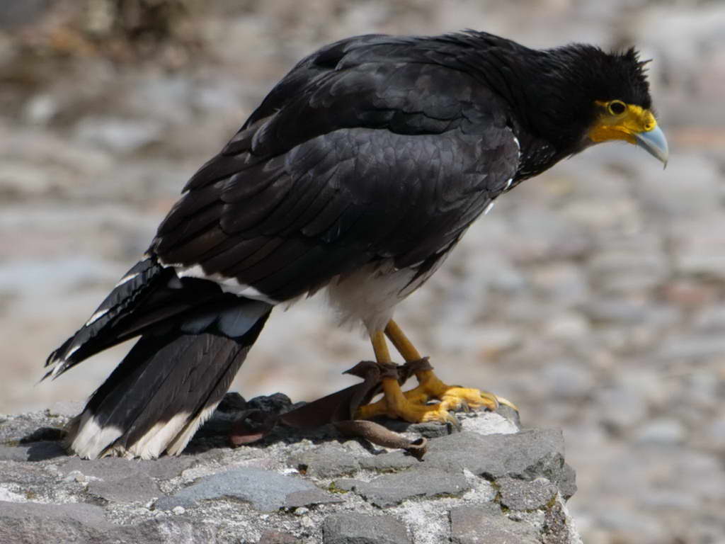 Süd- & Nordamerika 07-2017