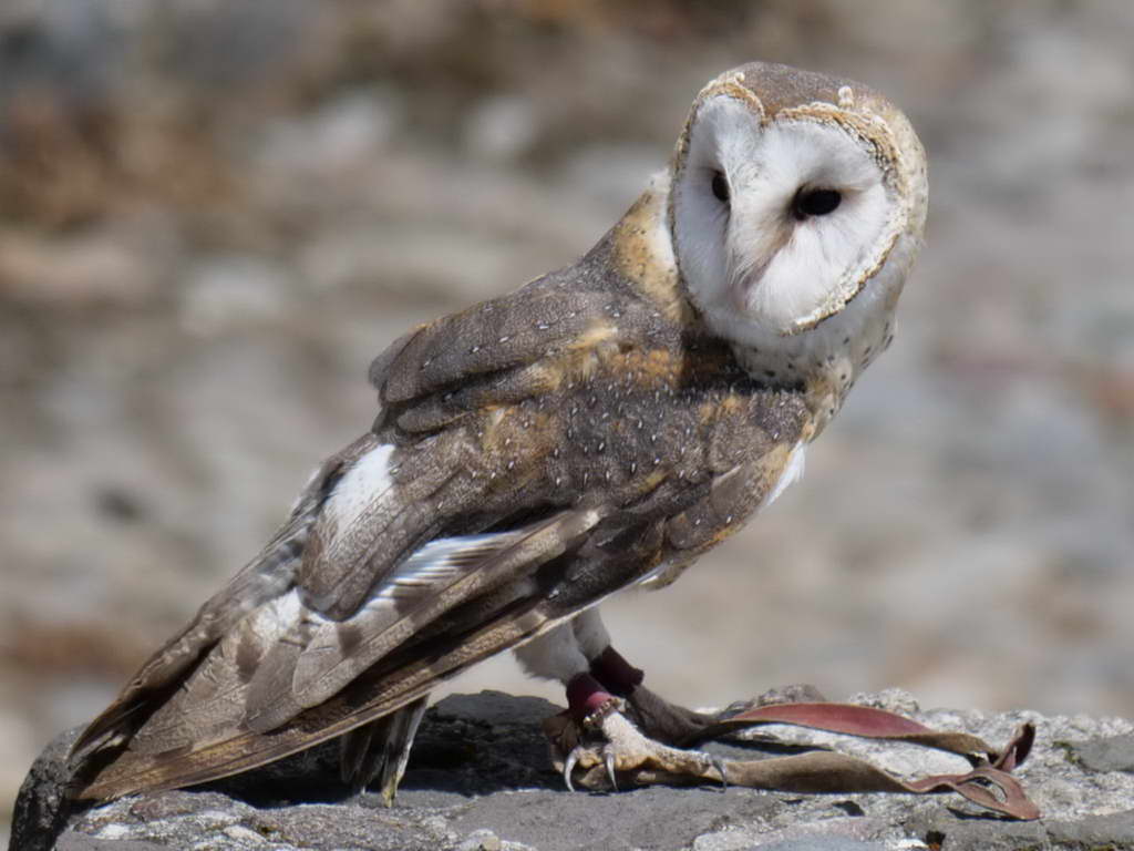 Süd- & Nordamerika 07-2017