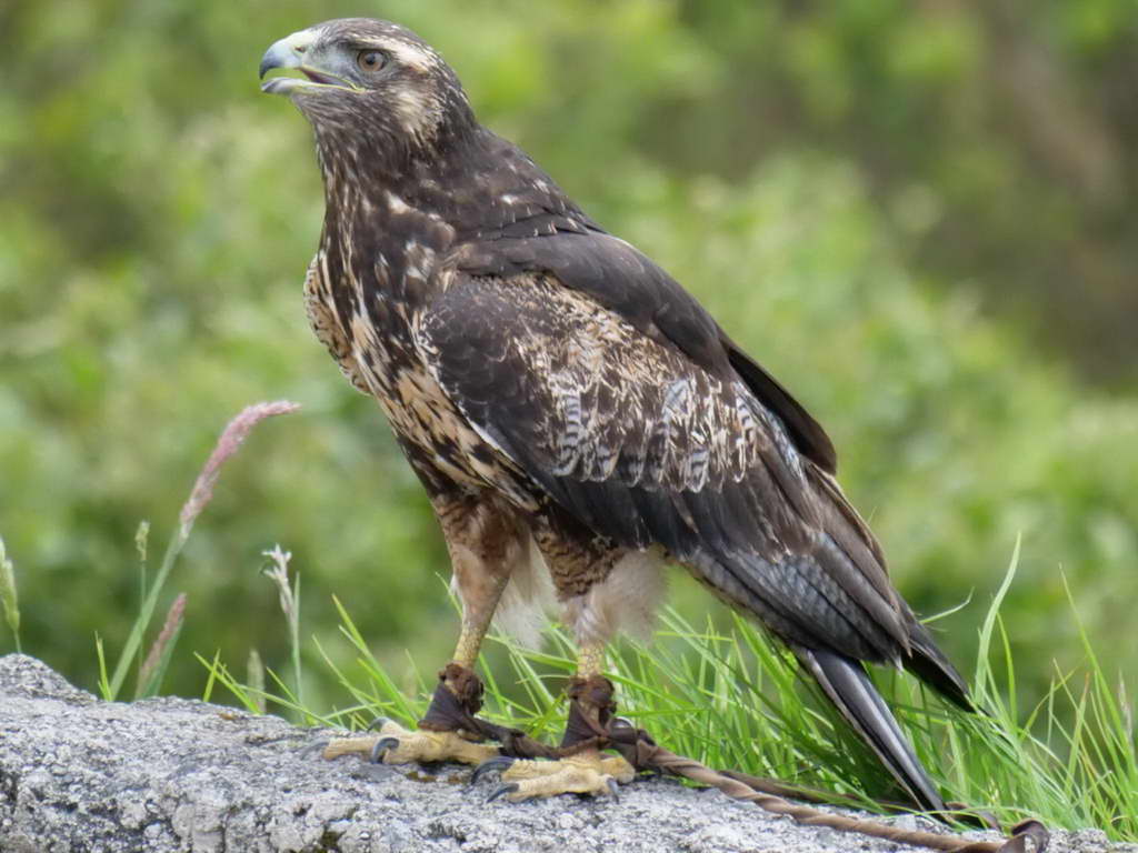 Süd- & Nordamerika 07-2017