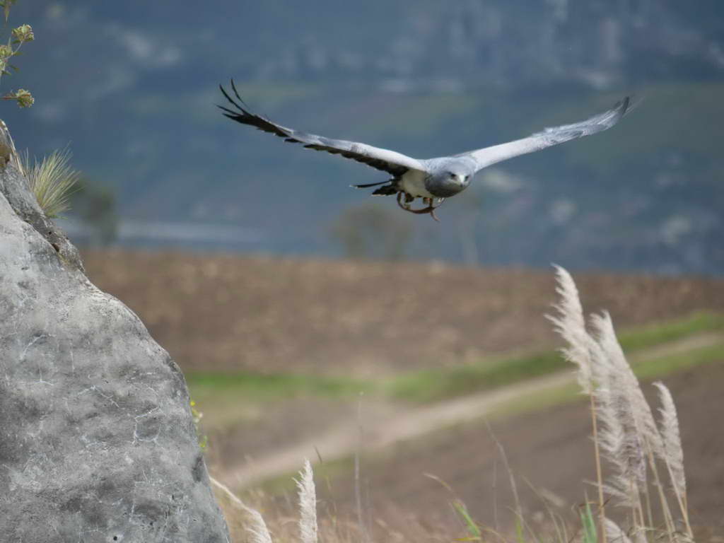 Süd- & Nordamerika 07-2017