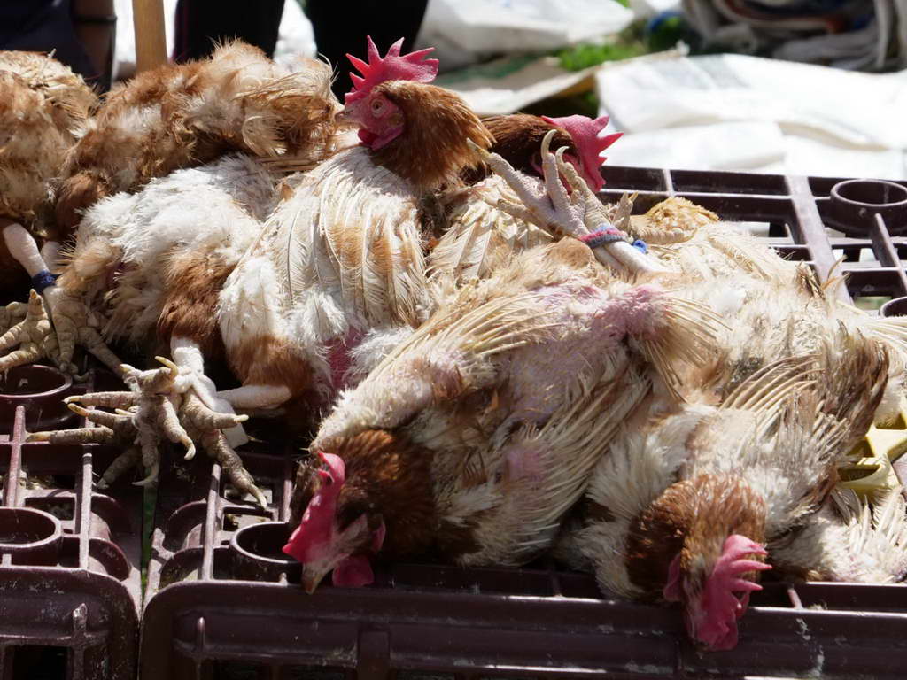 Süd- & Nordamerika 07-2017