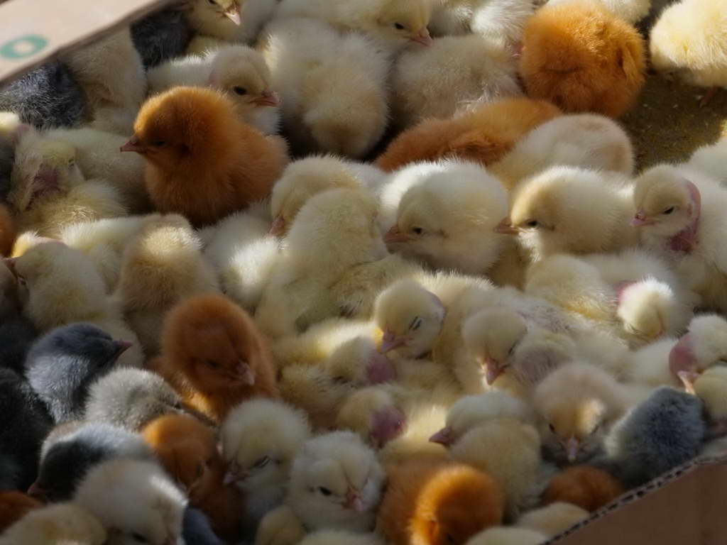 Süd- & Nordamerika 07-2017