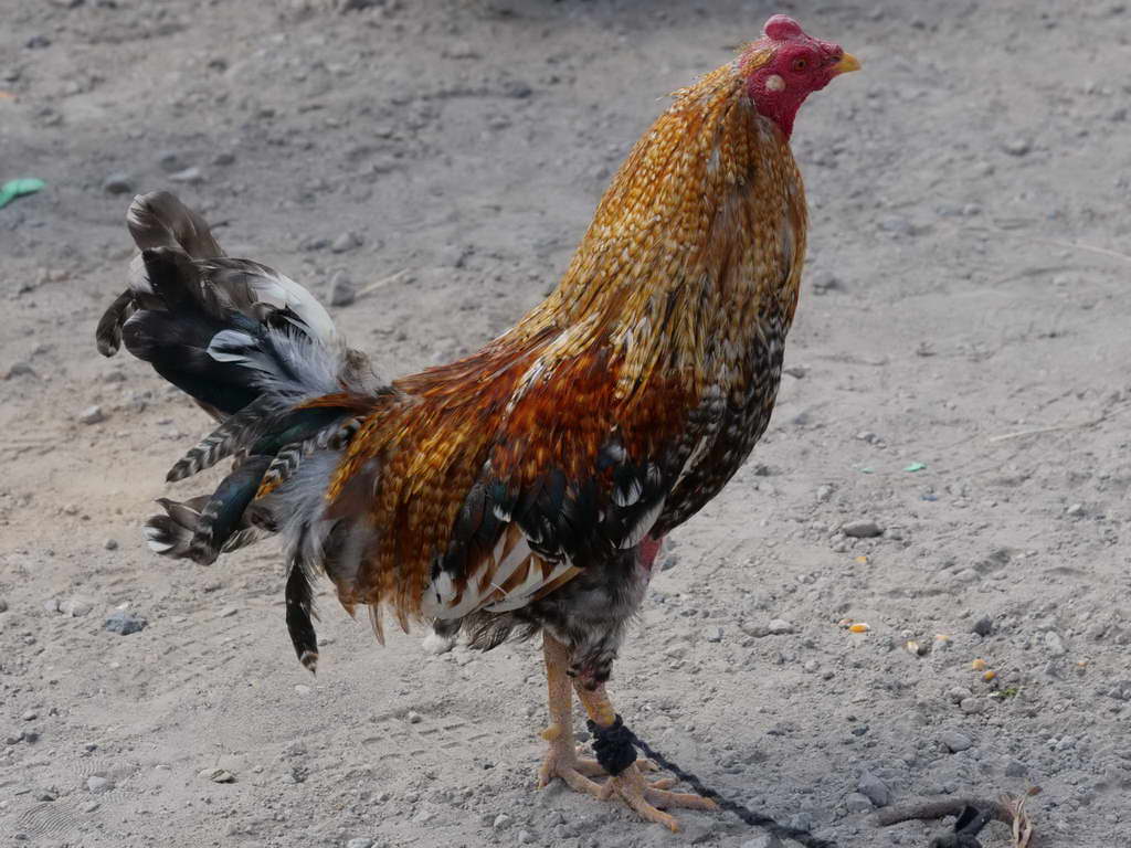 Süd- & Nordamerika 07-2017