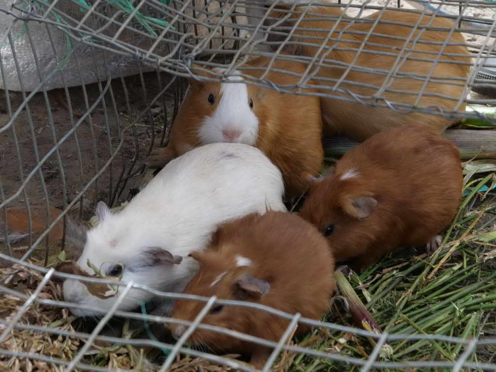 Süd- & Nordamerika 07-2017