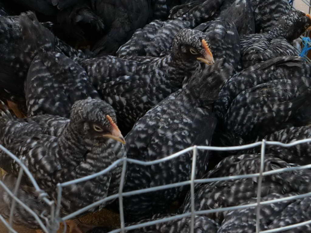 Süd- & Nordamerika 07-2017